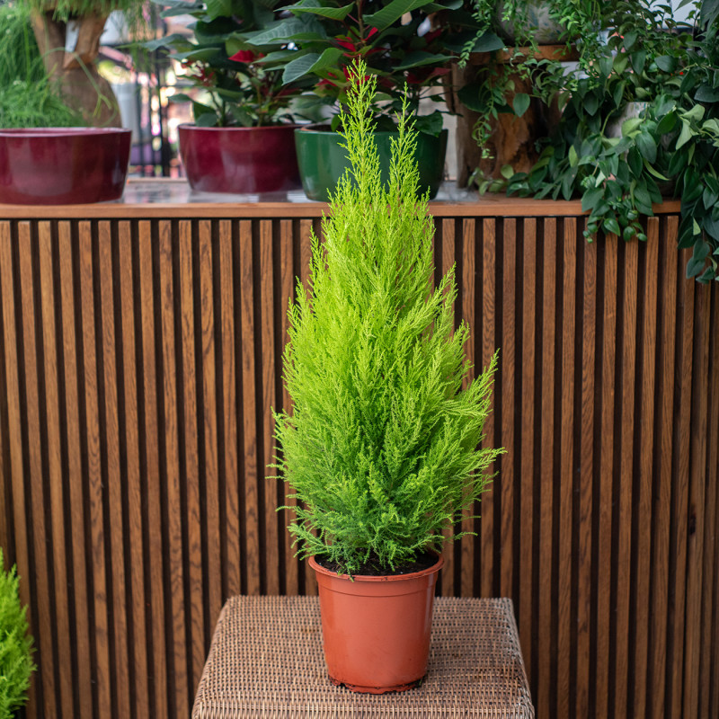 Cyprysik 'Goldcrest Wilma'...