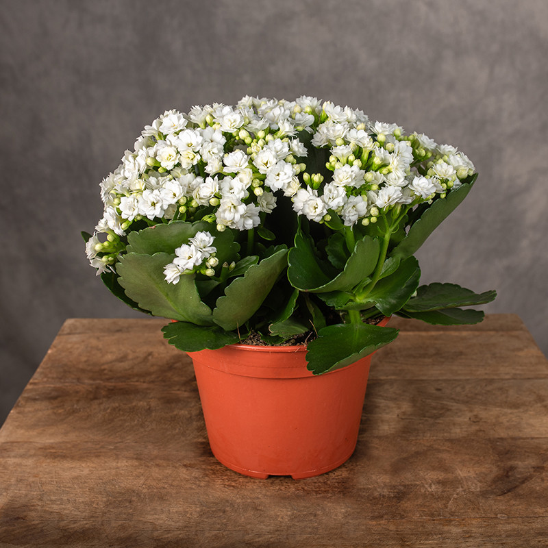 Kalanchoe białe | Duże