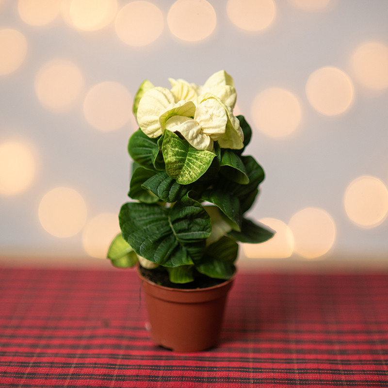 Poinsecja 'White'