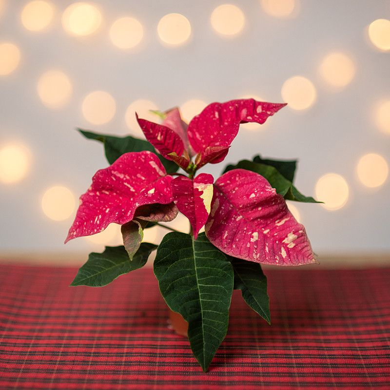 Poinsecja 'Pink Glitter' |...