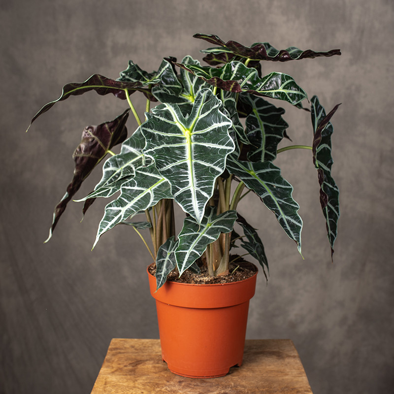 Alokazja amazońska 'Dwarf'...