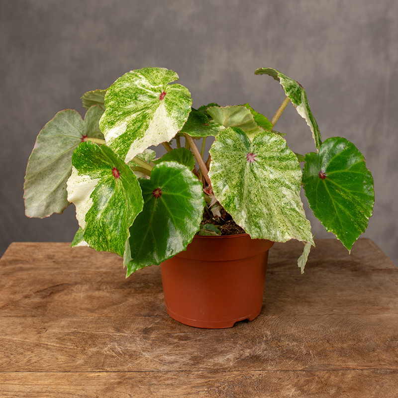 Begonia 'Rouge Variegated'