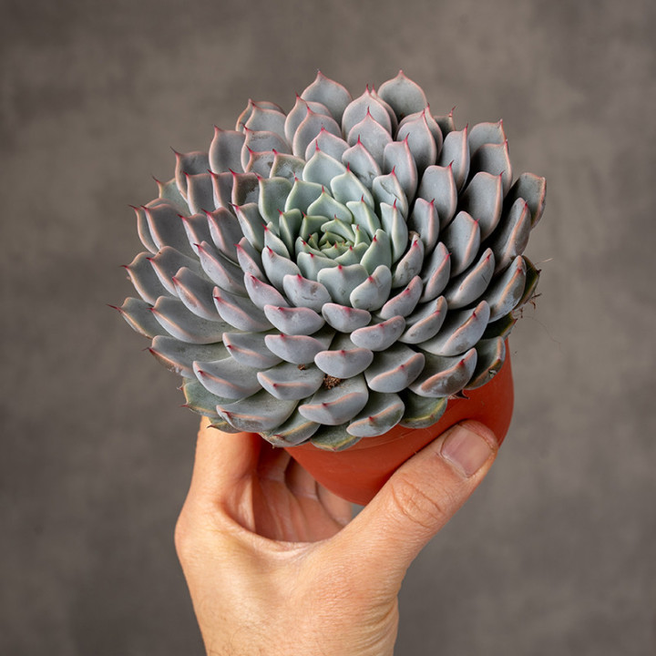 Eszeweria 'Texensis Rosea'