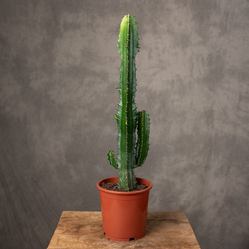 Euphorbia acrurensis