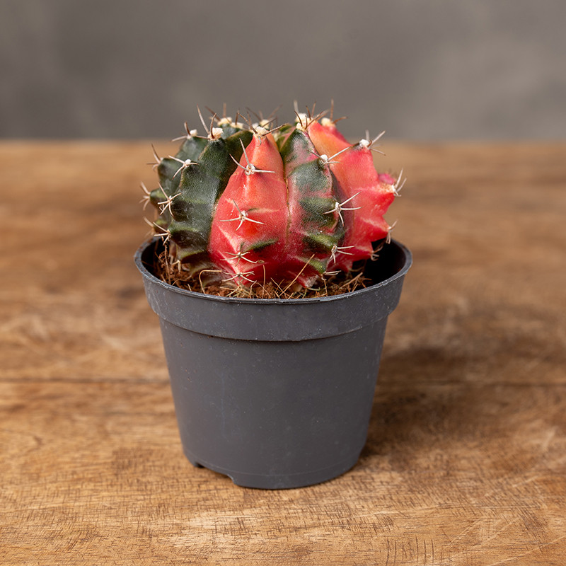 Gymnocalycium mihanovichii...