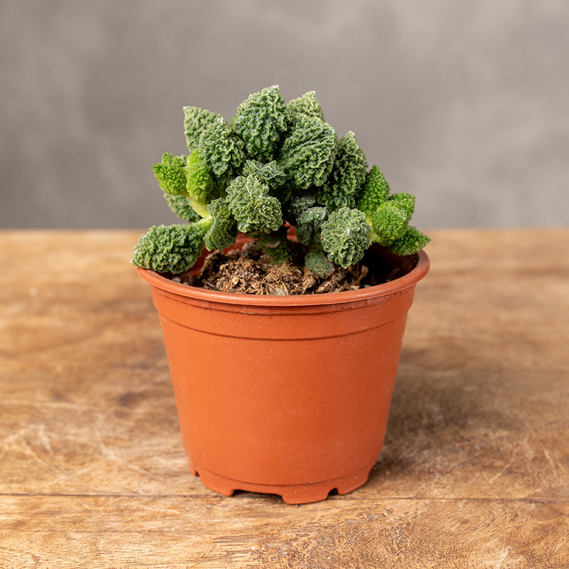 Adromischus marianae herrei...