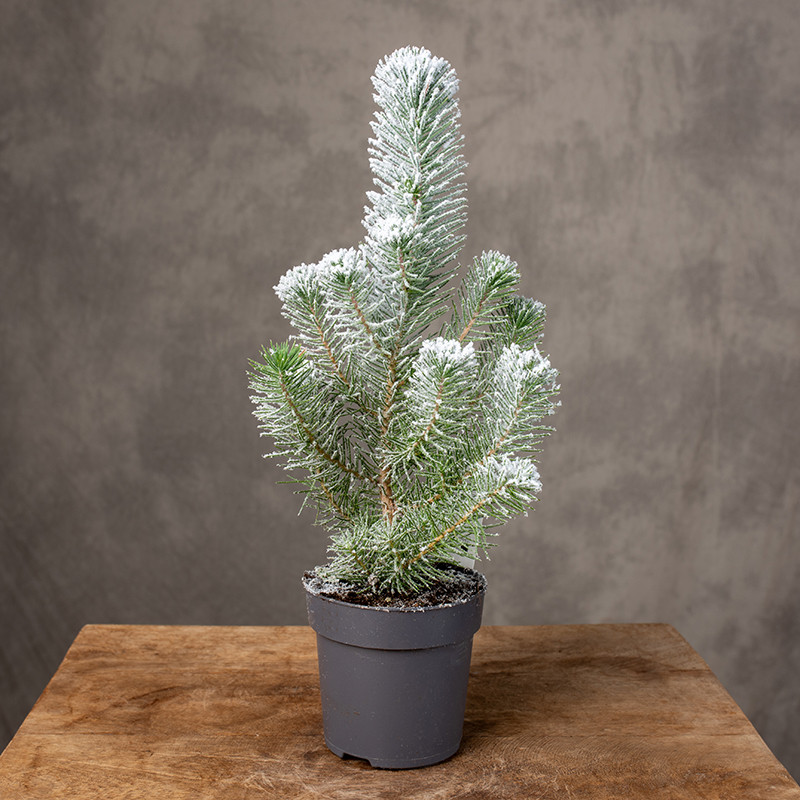 Sosna 'Silver Crest' Snow |...