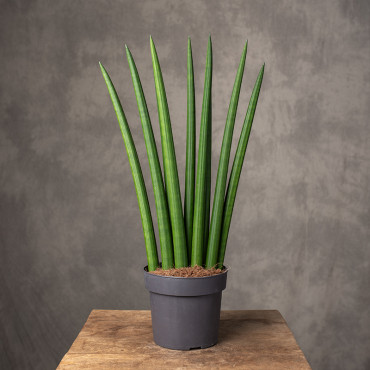 Sansewieria cylindryczna 'Rocket'