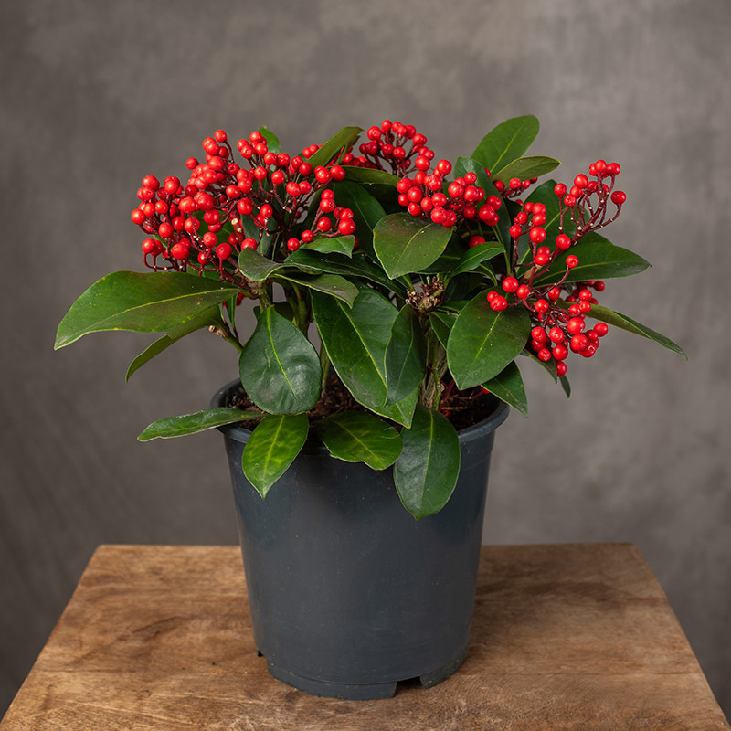 Skimia japońska 'Lipstick'