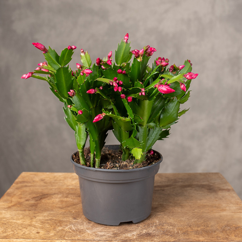 Szlumberegera 'Flame Red'