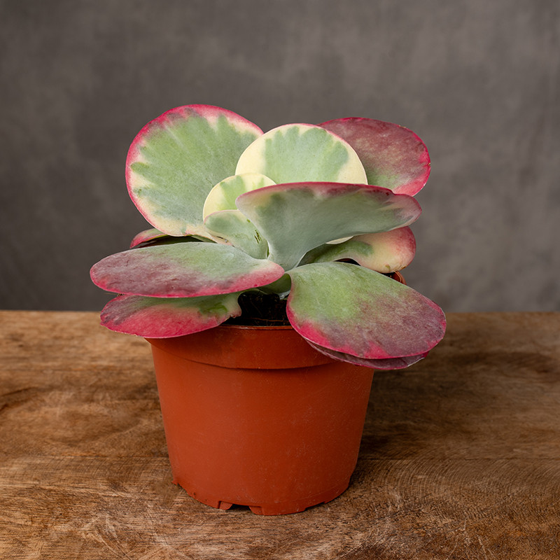 Kalanchoe thyrsiflora