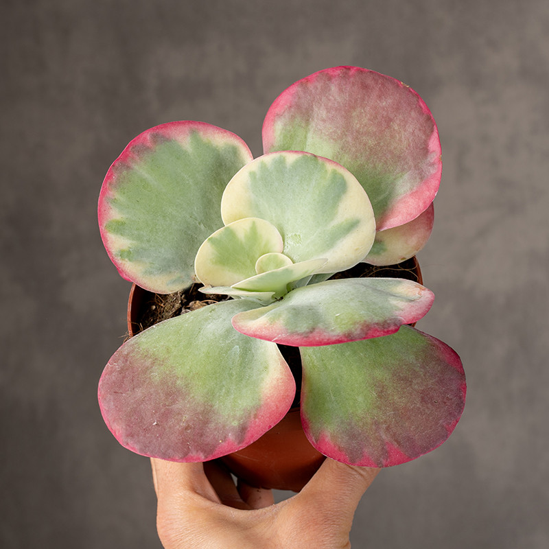 Kalanchoe thyrsiflora | Małe