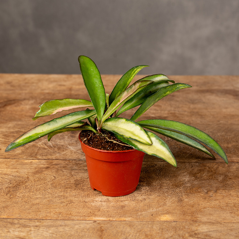 Hoja wayetii 'Tricolor' | Mini