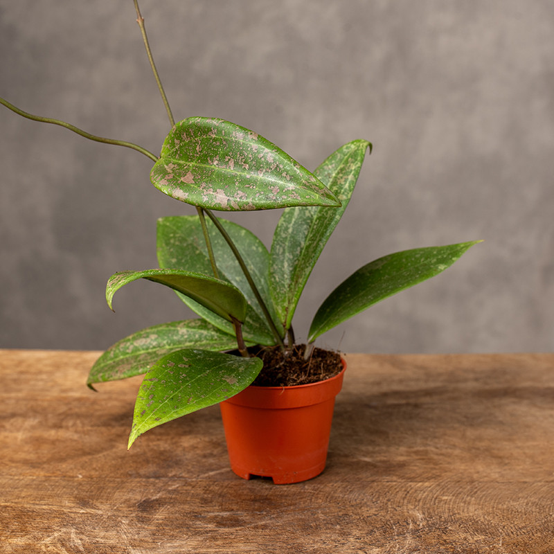 Hoja 'Wibergiae' | Mini