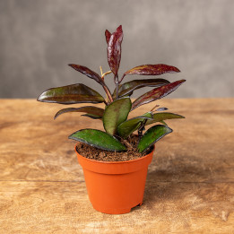 Hoja 'Red Maroon' | Tomaszewski