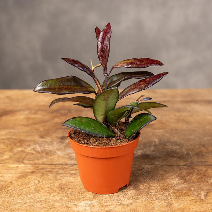 Hoja 'Red Maroon' | Tomaszewski