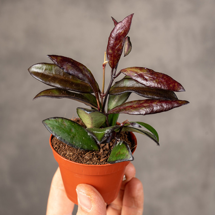 Hoja 'Red Maroon' | Tomaszewski