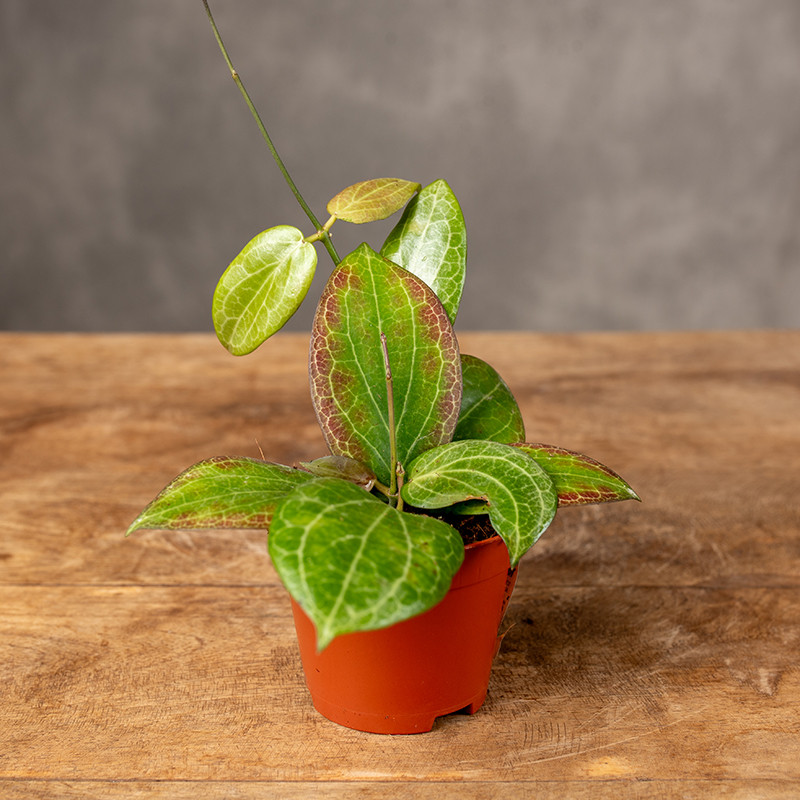 Hoja 'Fitchii' | Mini