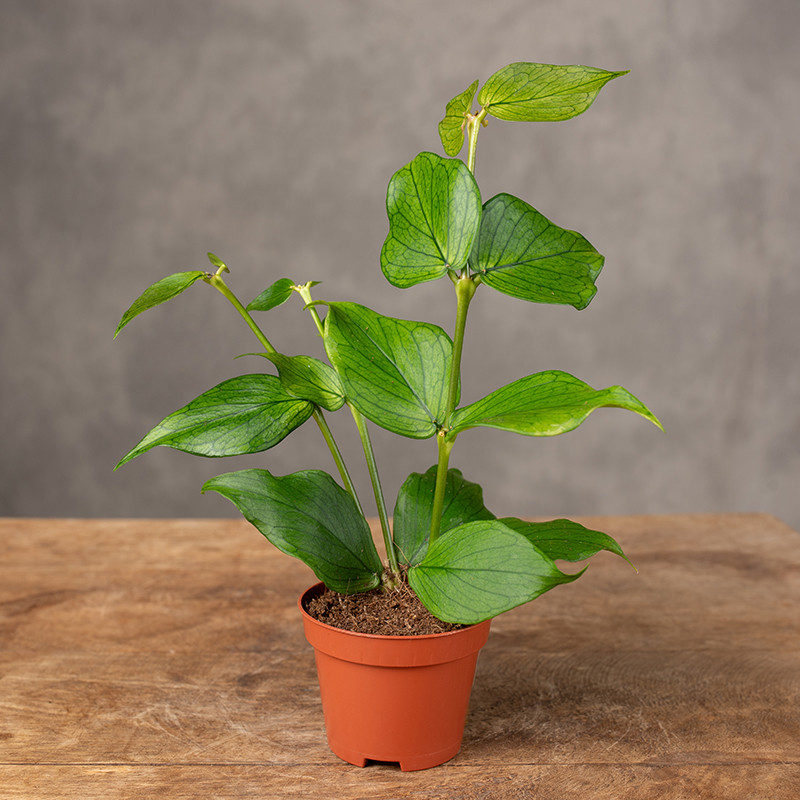 Hoja polyneura | Mini