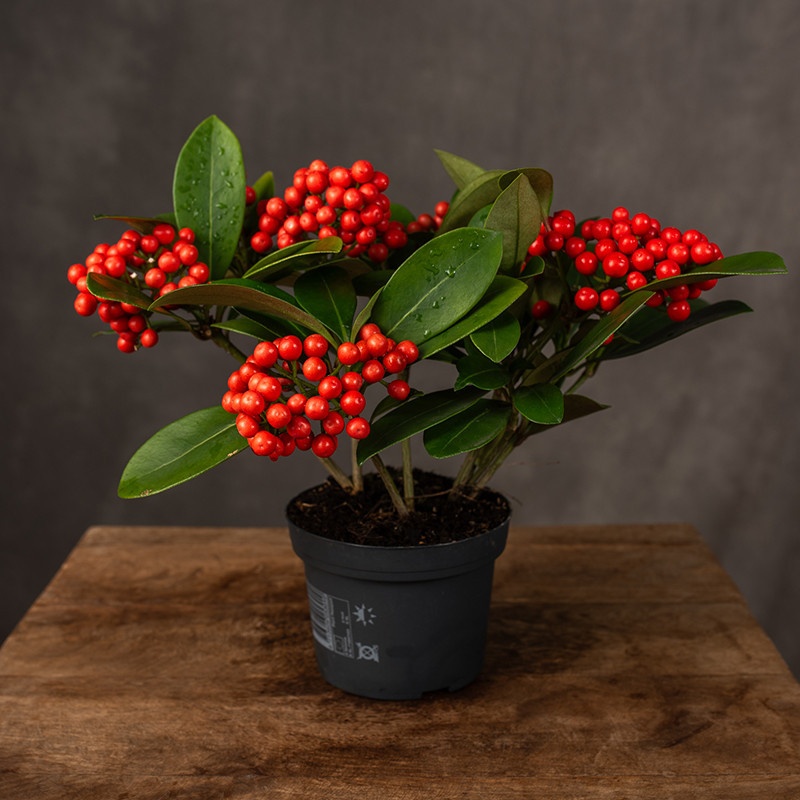 Skimia japońska 'O’Berries...