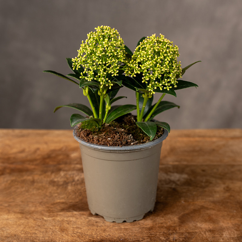 Skimia japońska 'White...