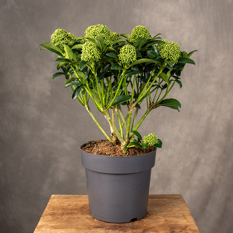 Skimia japońska 'White...