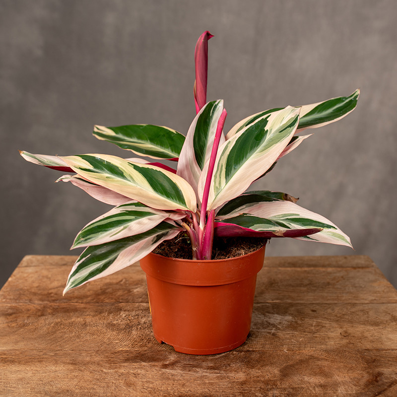 Stromante 'Triostar' | Małe