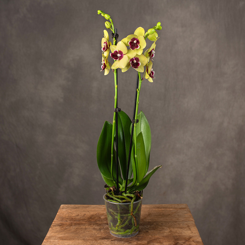 Storczyk 2-pędowy | Żółty...