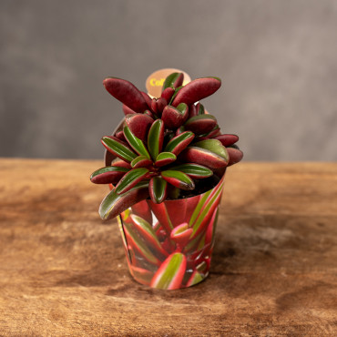 Peperomia graveolens 'Ruby Glow' | Mini