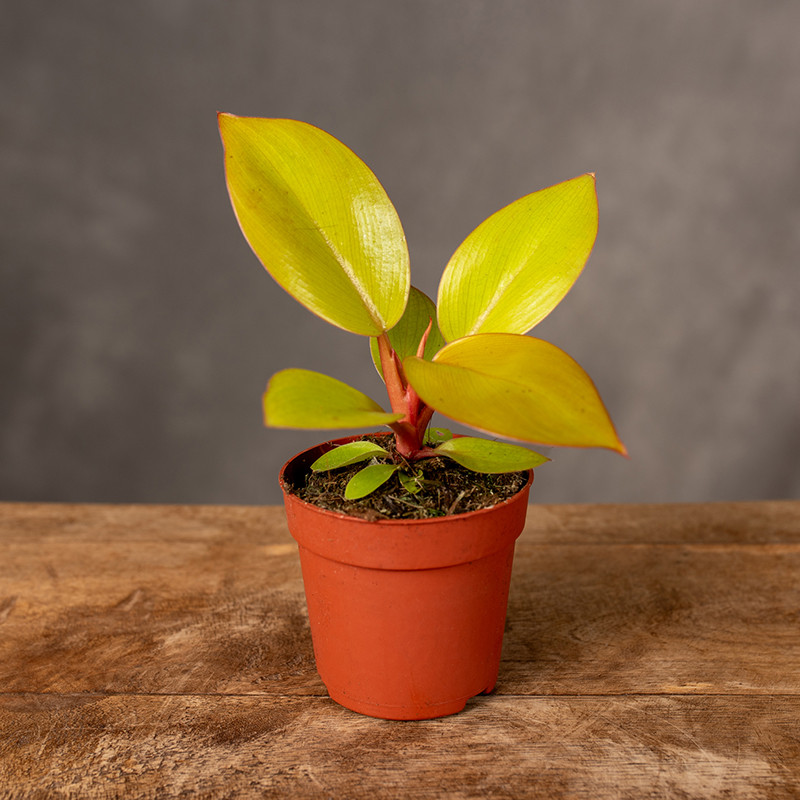 Filodendron 'Mars' | Mini