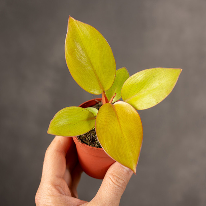Filodendron 'Mars' | Tomaszewski