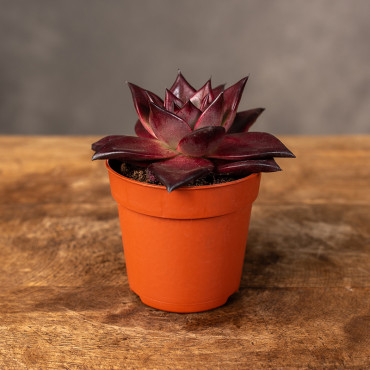 Eszeweria 'Taurus' | Mini