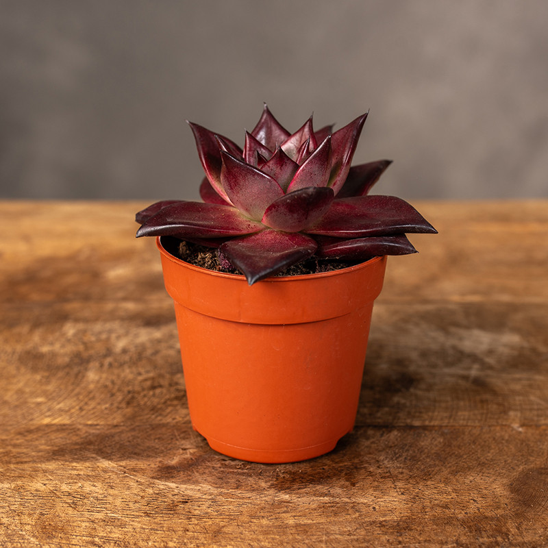 Eszeweria 'Taurus' | Mini