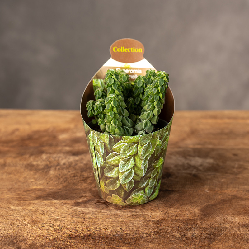 Peperomia columella | Mini