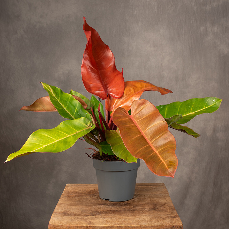 Filodendron 'Prince of...