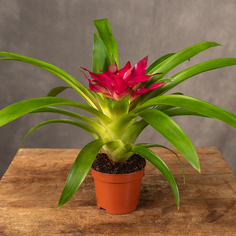Guzmania 'Sky'