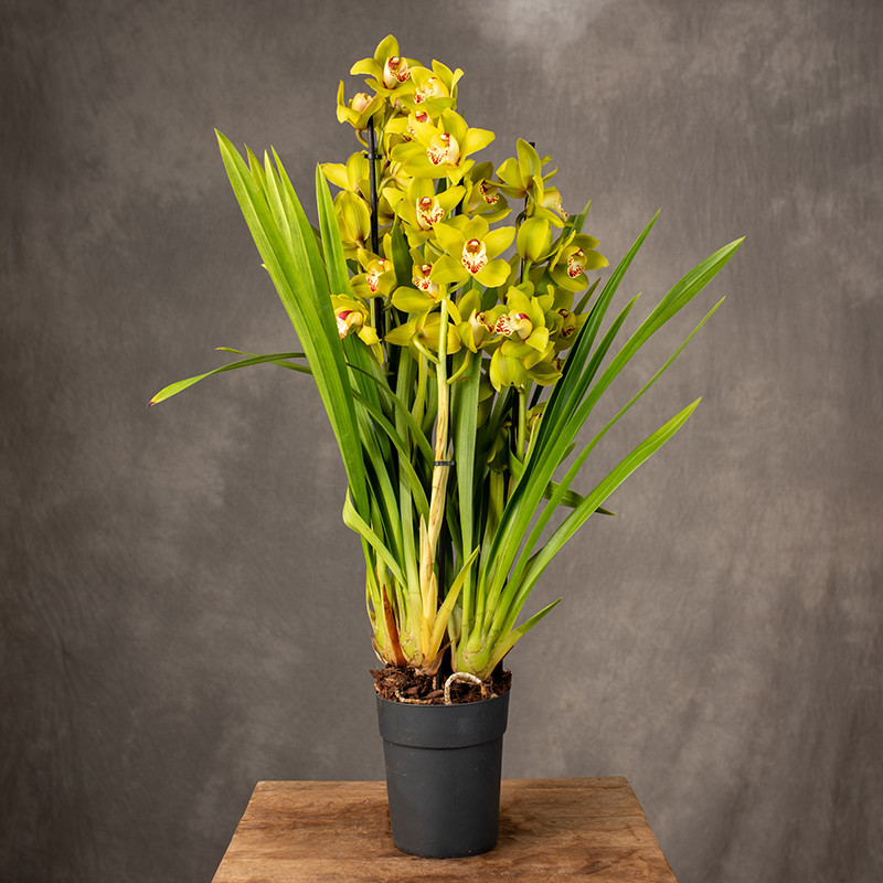Storczyk cymbidium | Limonkowy
