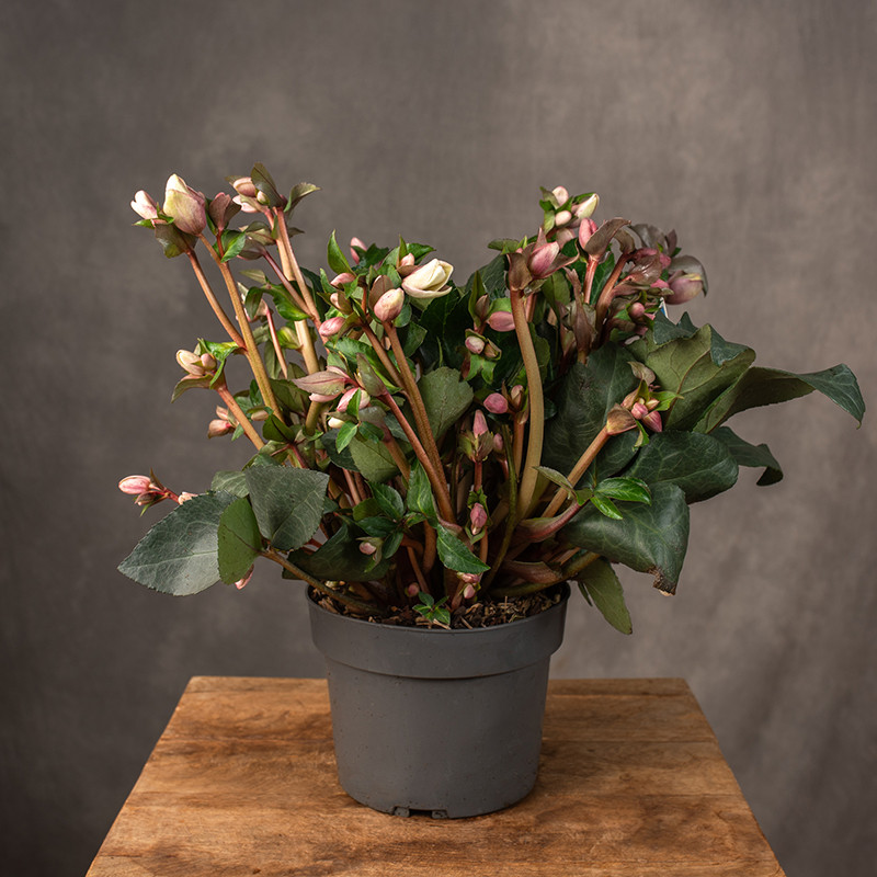 Ciemiernik 'Angel Glow' | Duży