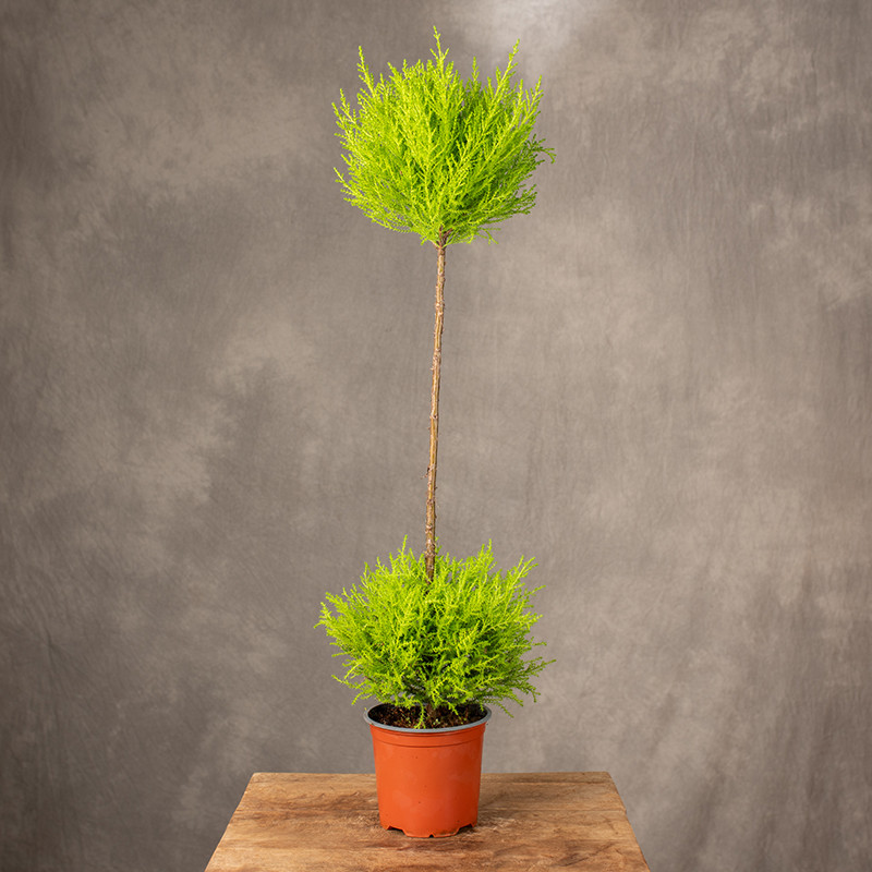 Cyprysik 'Goldcrest Wilma'...