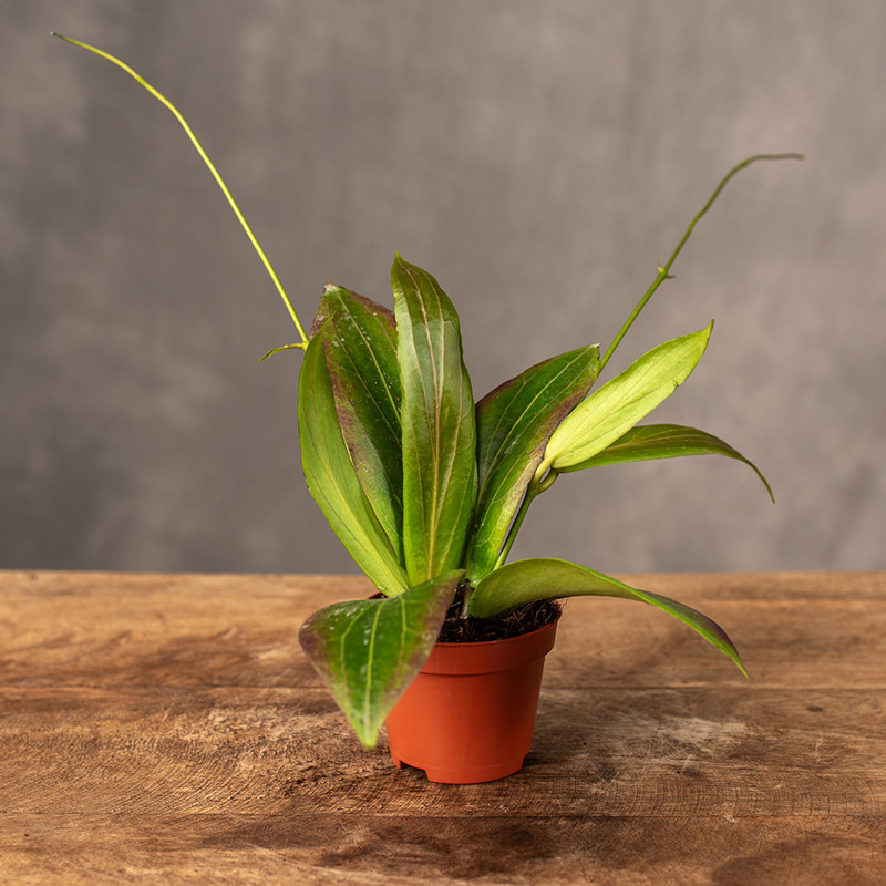 Hoja 'Soligamiana' | Mini