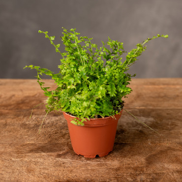 Paproć Nefrolepis 'Green Fantasy' | Mini