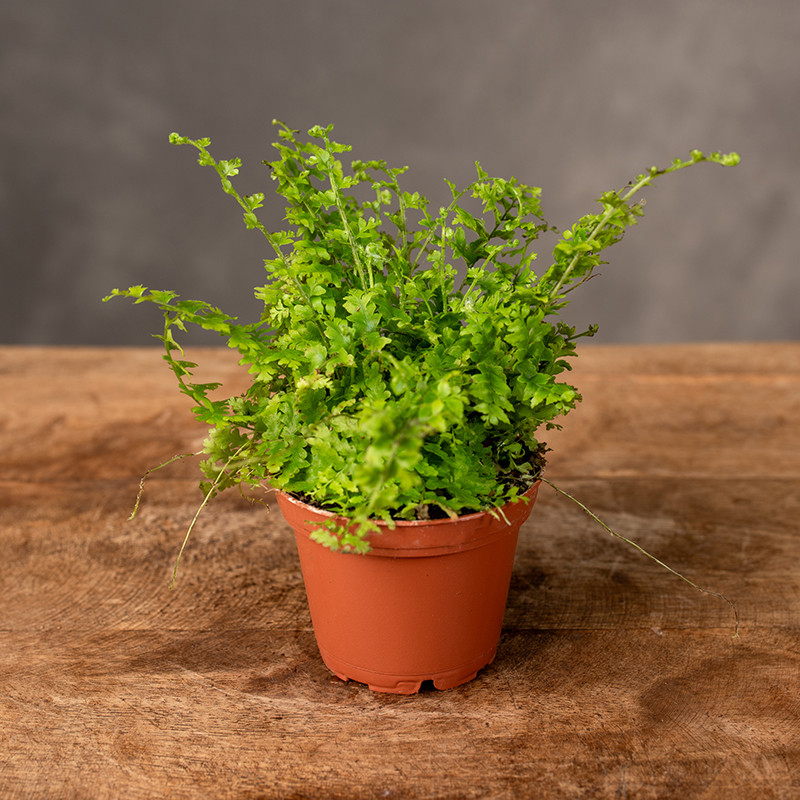 Paproć Nefrolepis 'Green...