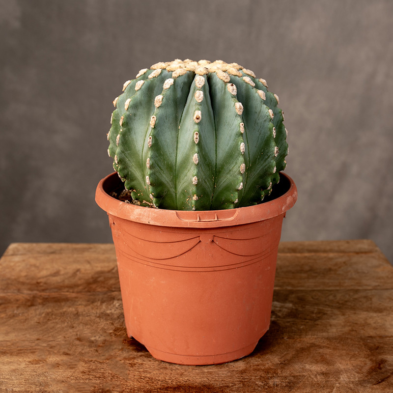 Ferocactus glaucescens...