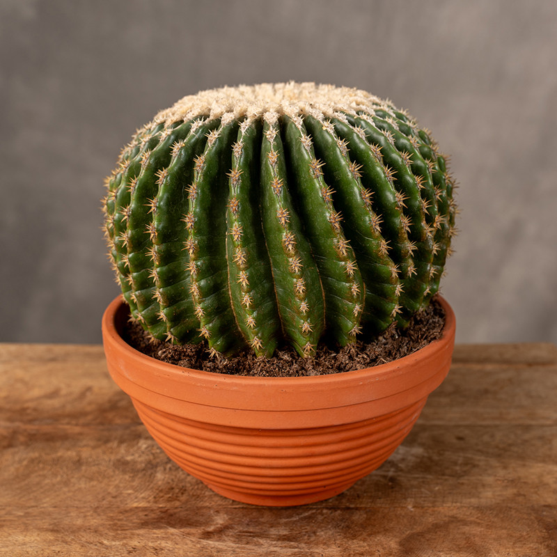 Kaktus Eriocactus warasii