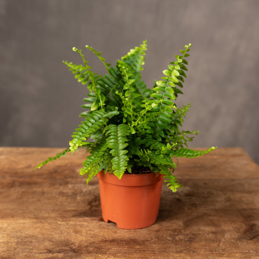 Paproć Nefrolepis 'Green Lady' | Mała