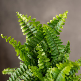 Paproć Nefrolepis 'Green Lady' | Mała