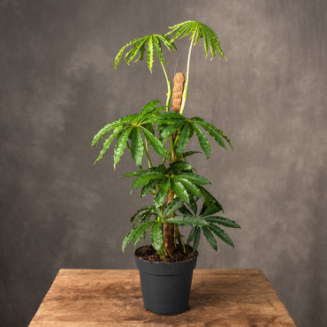 Anturium polyschistum | Na pniu