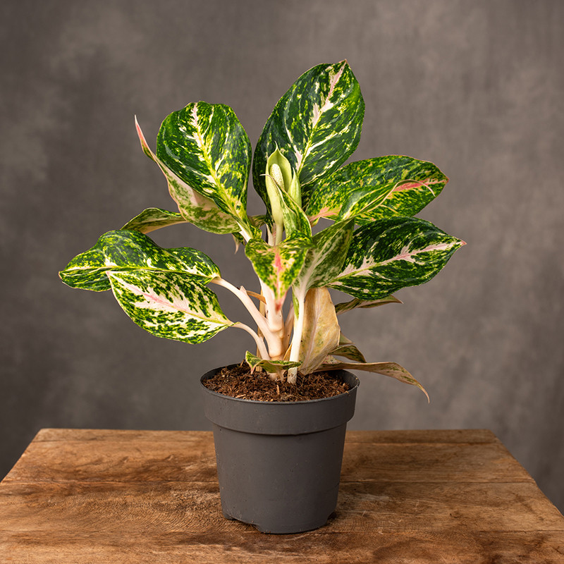 Aglonema 'Melon Candy'
