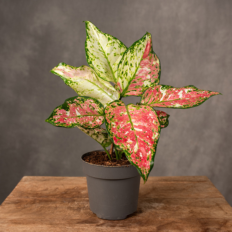 Aglonema 'Jazzy Red'