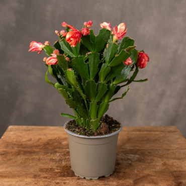 Szlumbergera karbowana | Miodowa